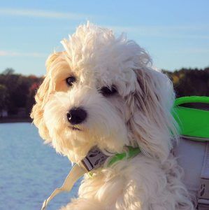 Meet your Posher, Cheri